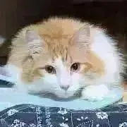 ニャー(全品売り尽くしセール)の画像