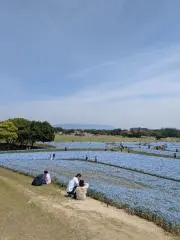 いに(即購入OK)の画像