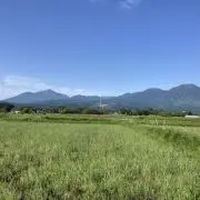 メイアンキナの画像