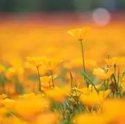 ころころの画像
