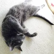 ねこ丸 即購入OKの画像