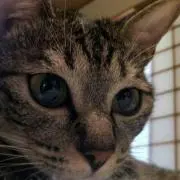 あんこ