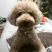 こてん