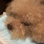 なるもも