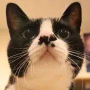 にゃんこママ☆