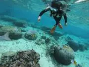 ビニエールの画像