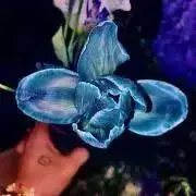 sの画像