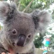 アース