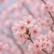SAKURA BMの画像