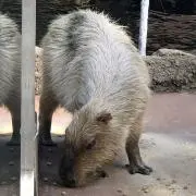 カピバラの画像