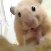 Mikomikohan!