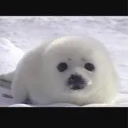 しょちょたん※購入後のコメ必須※|ω・)の画像