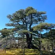 tamagの画像