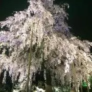 松尾の芭蕉