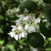 トキの画像