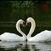 cigno
