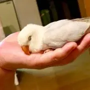 おもち