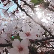 こげぱんの画像