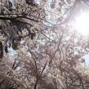 nao 己龍丸船団