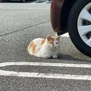 コウくんの画像
