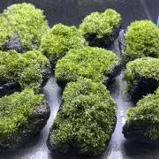 Juneの画像
