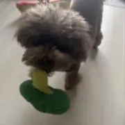 ぱ