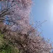 かおちゃんの画像