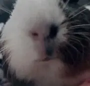 。