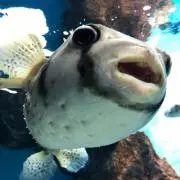 さかなくんの画像