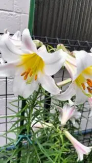 Elizabeth 0609の画像