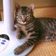わたなべんべの画像