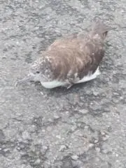 春の雪の画像