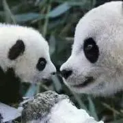 PANだ