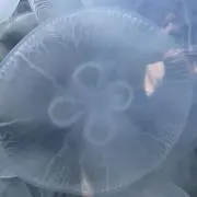 あまごいの画像
