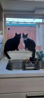 しろぶたの画像