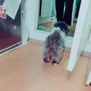 ぽん