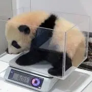 やの画像