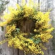 mimoza☆youmeの画像