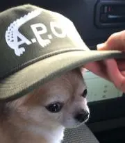 AP☆ステ☆えま