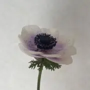 kyoooko