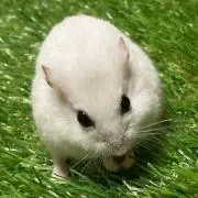どんぐり
