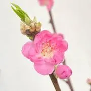 もの画像