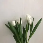 s@cha