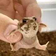 きな粉