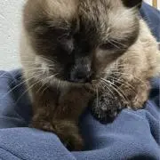 akiの画像
