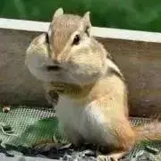 みぃ