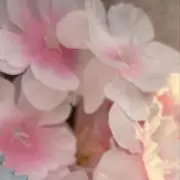 natsuの画像