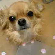 ラブちゃん