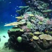 とみこ