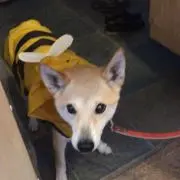 antonmakoの画像